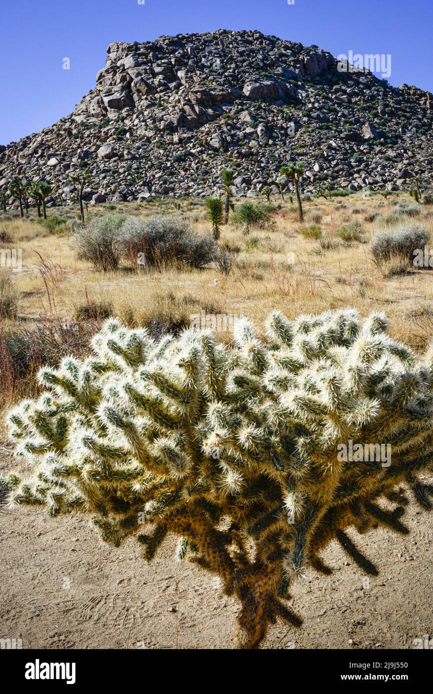 The unique Cholla cactus gardenin Joshua tree National Park in the Mojave desert, CA Stock Photo