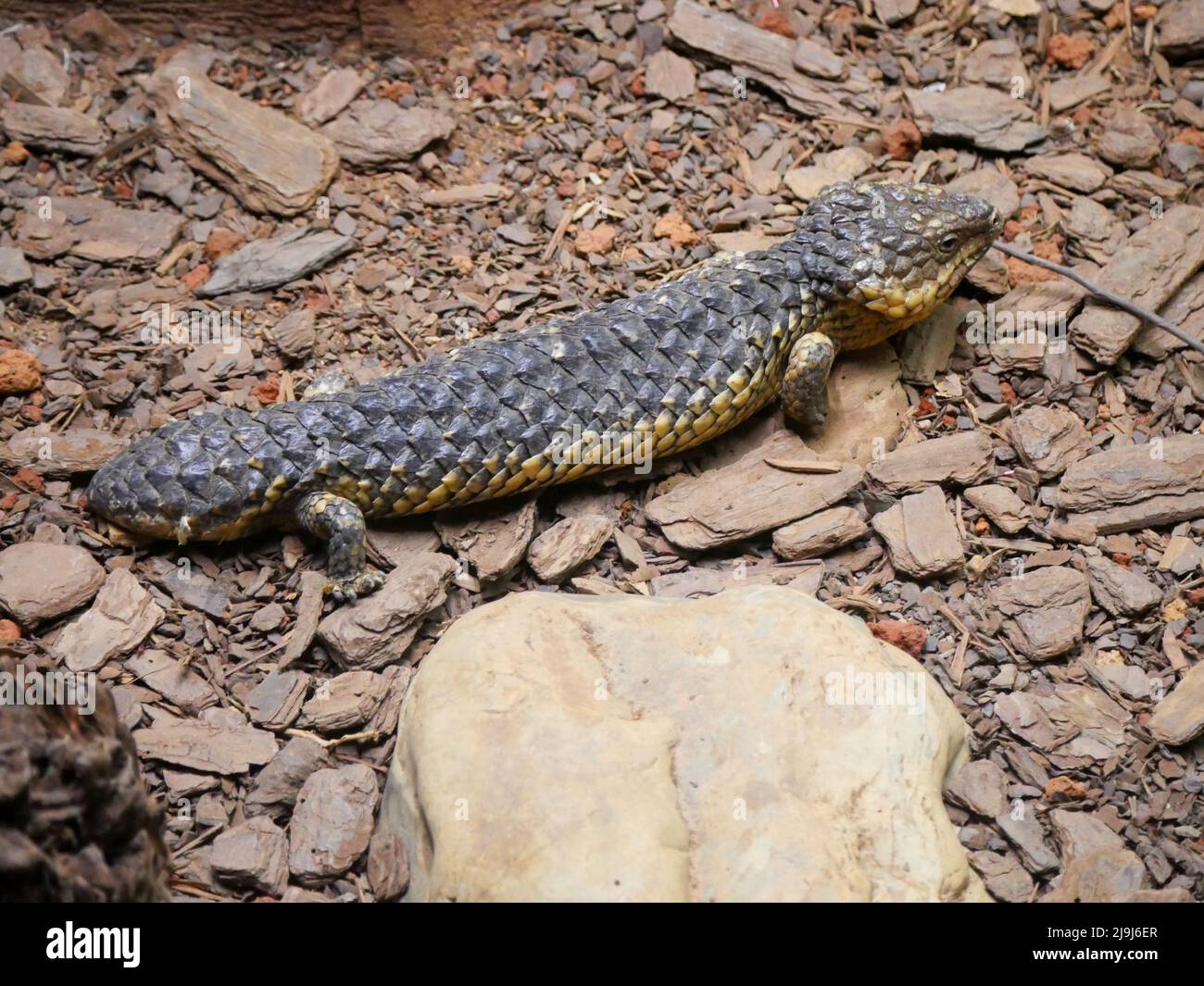 Shingleback Skink Lizard : Tiliqua rugosa, most commonly known as the shingleback lizard or bobtail lizard. It is commonly known as the shingleback or Stock Photo
