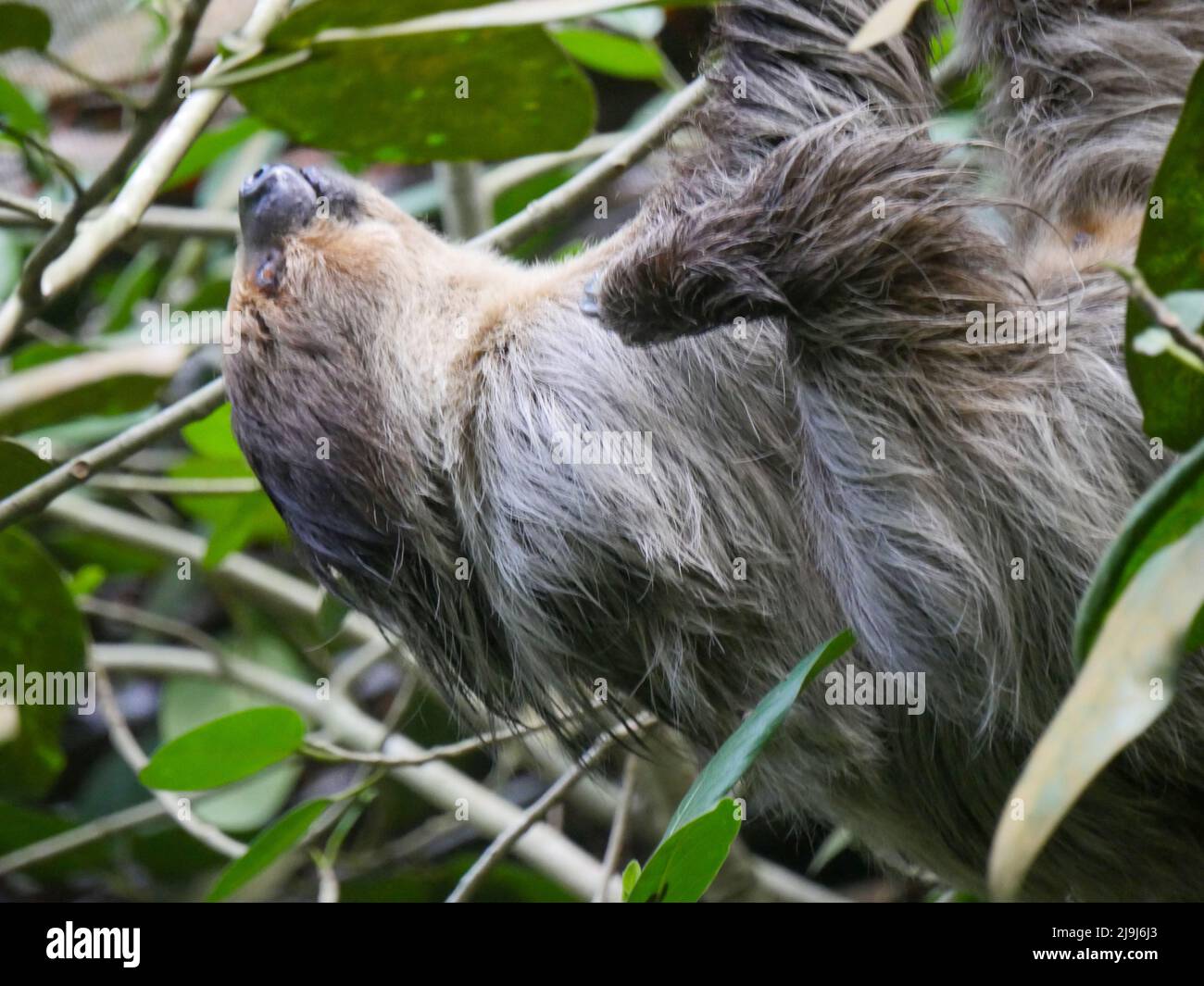 Sloth Animal hanging on Tree. Sloths are a group of arboreal Neotropical xenarthran mammals, constituting the suborder Folivora. Noted for their slown Stock Photo