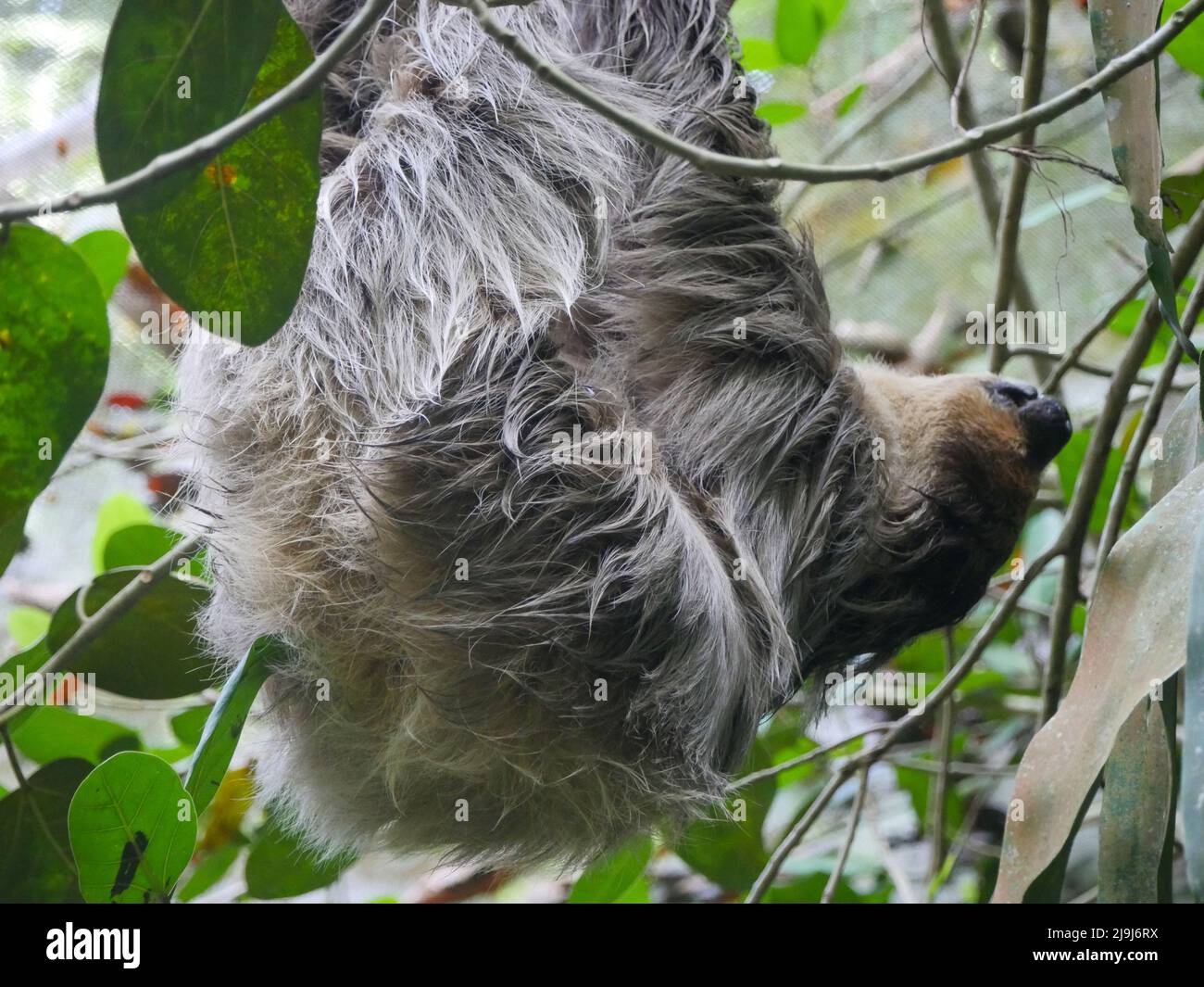 Sloth Animal hanging on Tree. Sloths are a group of arboreal Neotropical xenarthran mammals, constituting the suborder Folivora. Noted for their slown Stock Photo