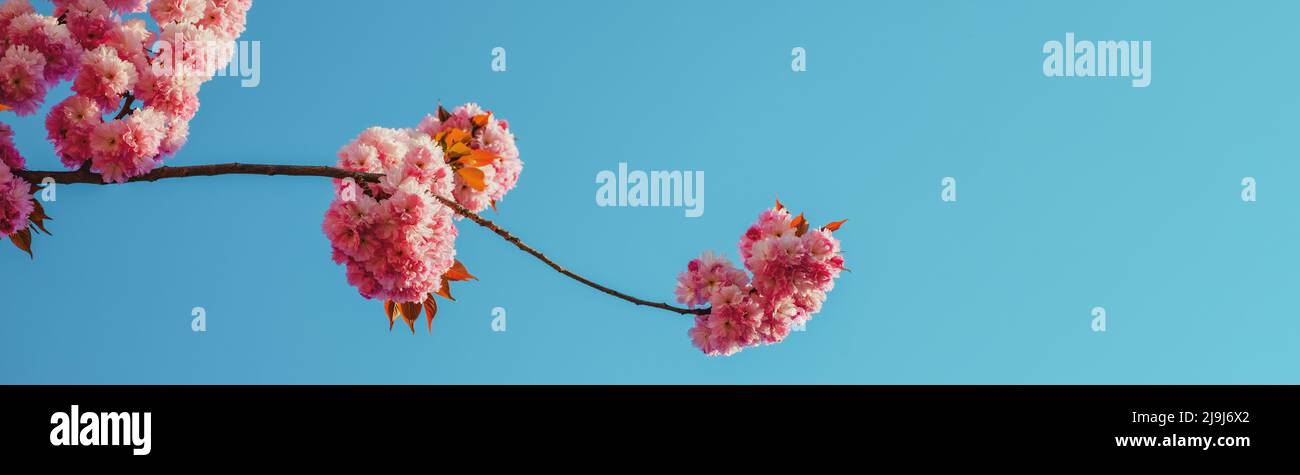 Spring banner, blossom background. Branches of blossoming sakura on sky background. Branch spring flowers. Stock Photo