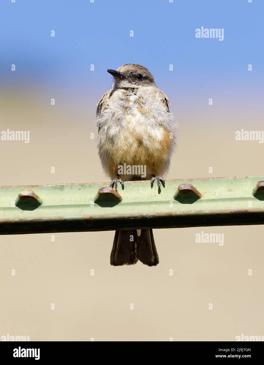 Juvenile Say's Phoebe perched on fence. Mission Peak Regional Preserve, Alameda County, California, USA. Stock Photo