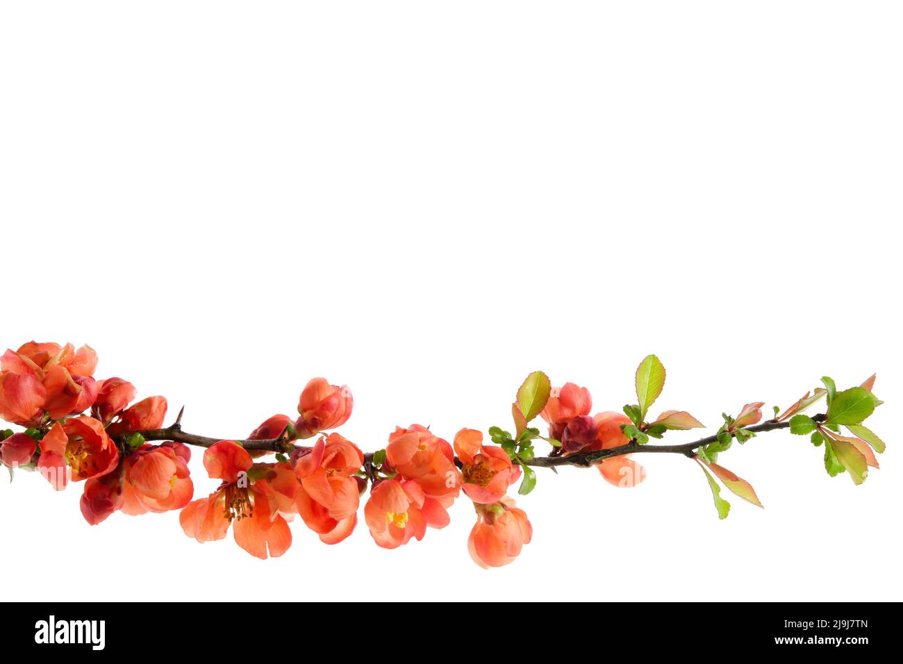 Branch of blossom Chaenomeles japonica bush. Blossoming apple quince twig on white background. Stock Photo