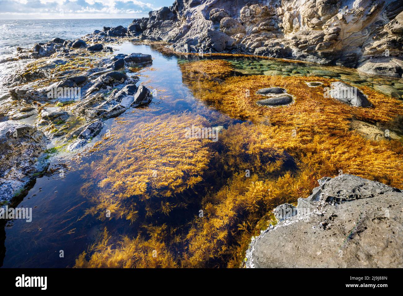 This tide pool on the northshore of Maui is filled with prickly sargassum, Sargassum echinocarpum, a type of seaweed with gas bladders that is endemic Stock Photo
