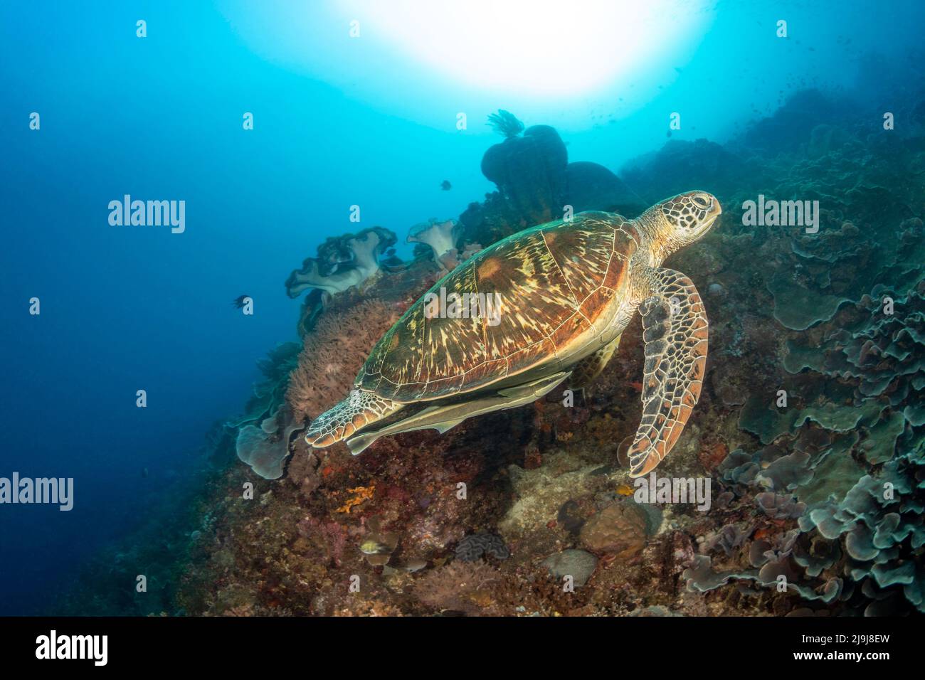 A sharksucker or remora, Echeneis naucrates, is clinging to the underside of this green sea turtle, Chelonia mydas, an endangered species, Philippines Stock Photo