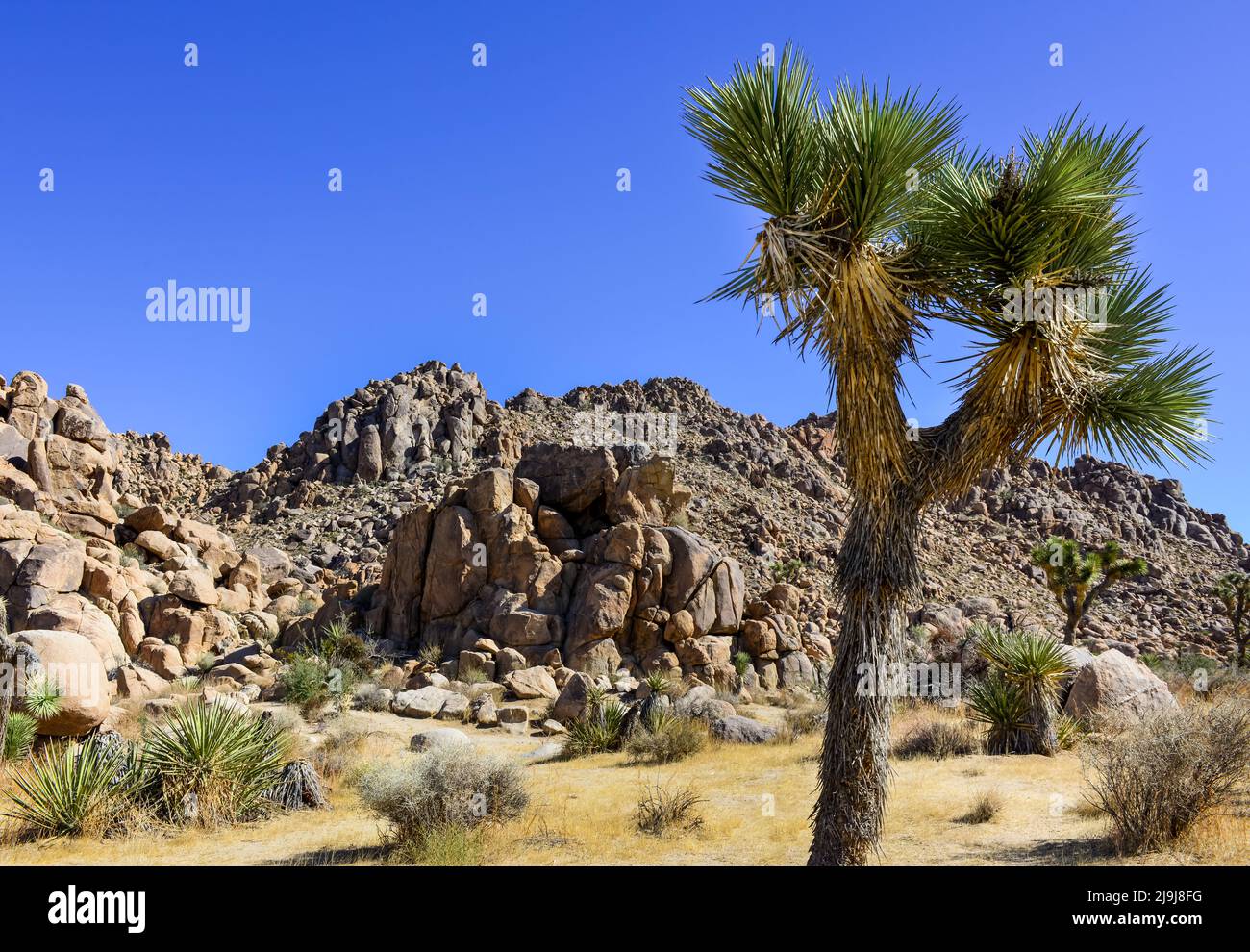 The unique Joshua tree with it's bearded- trunk and spiky leaves in the rocks & boulders of the Joshua Tree National Park, in the Mojave desert, CA Stock Photo