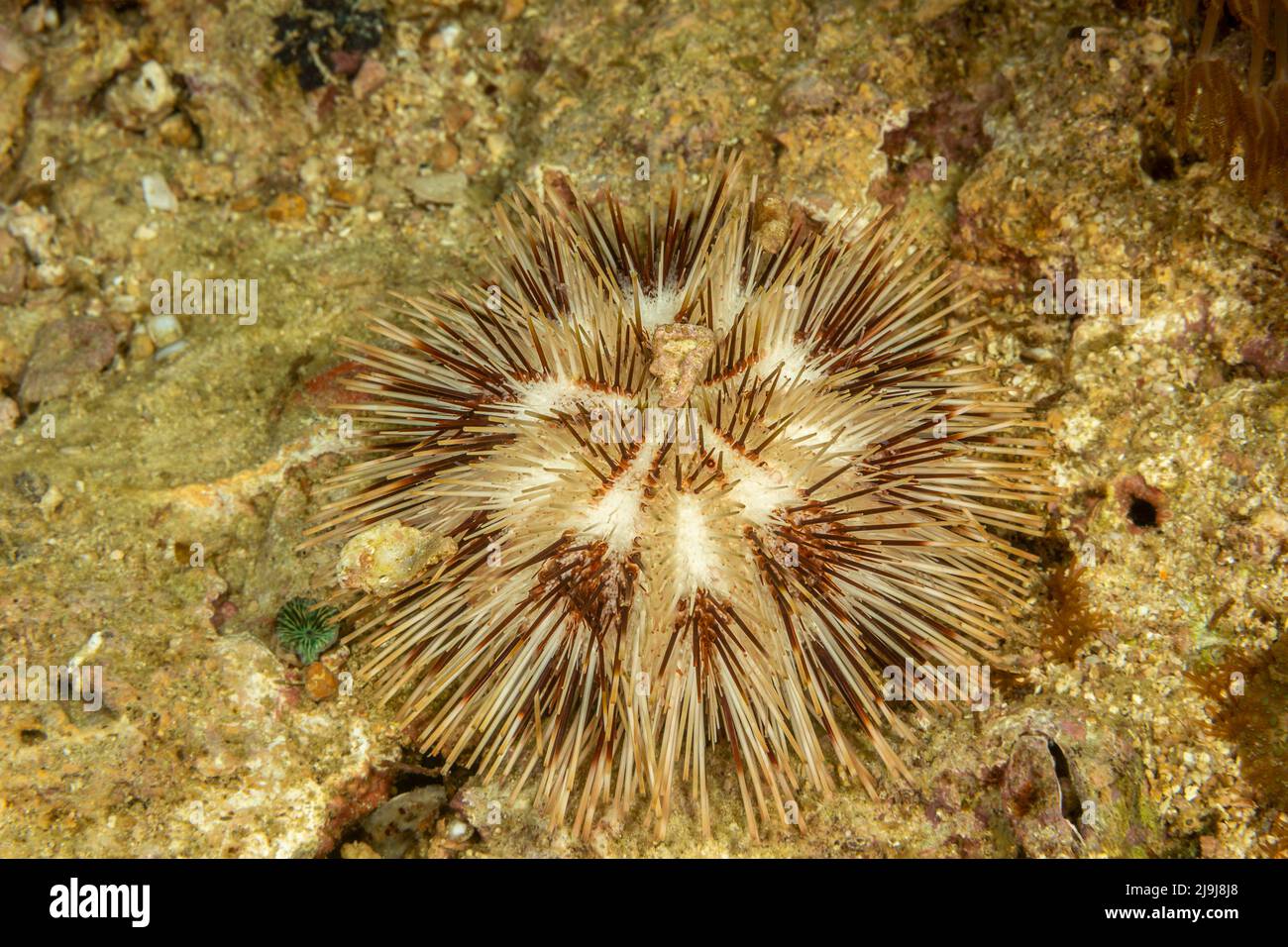 A stained collector urchin, Pseudoboletia maculata, Philippines. It is found in the western central Pacific Ocean. This species is reef-associated, an Stock Photo