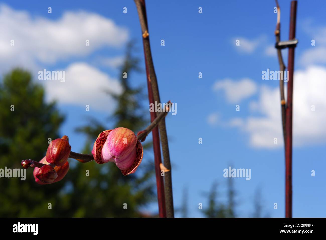 Orchid flower in bud Stock Photo Alamy