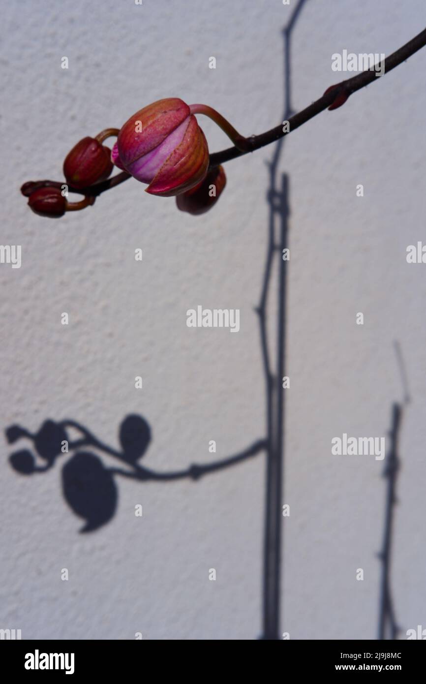 Orchid flower in bud and its shadow on white wall Stock Photo