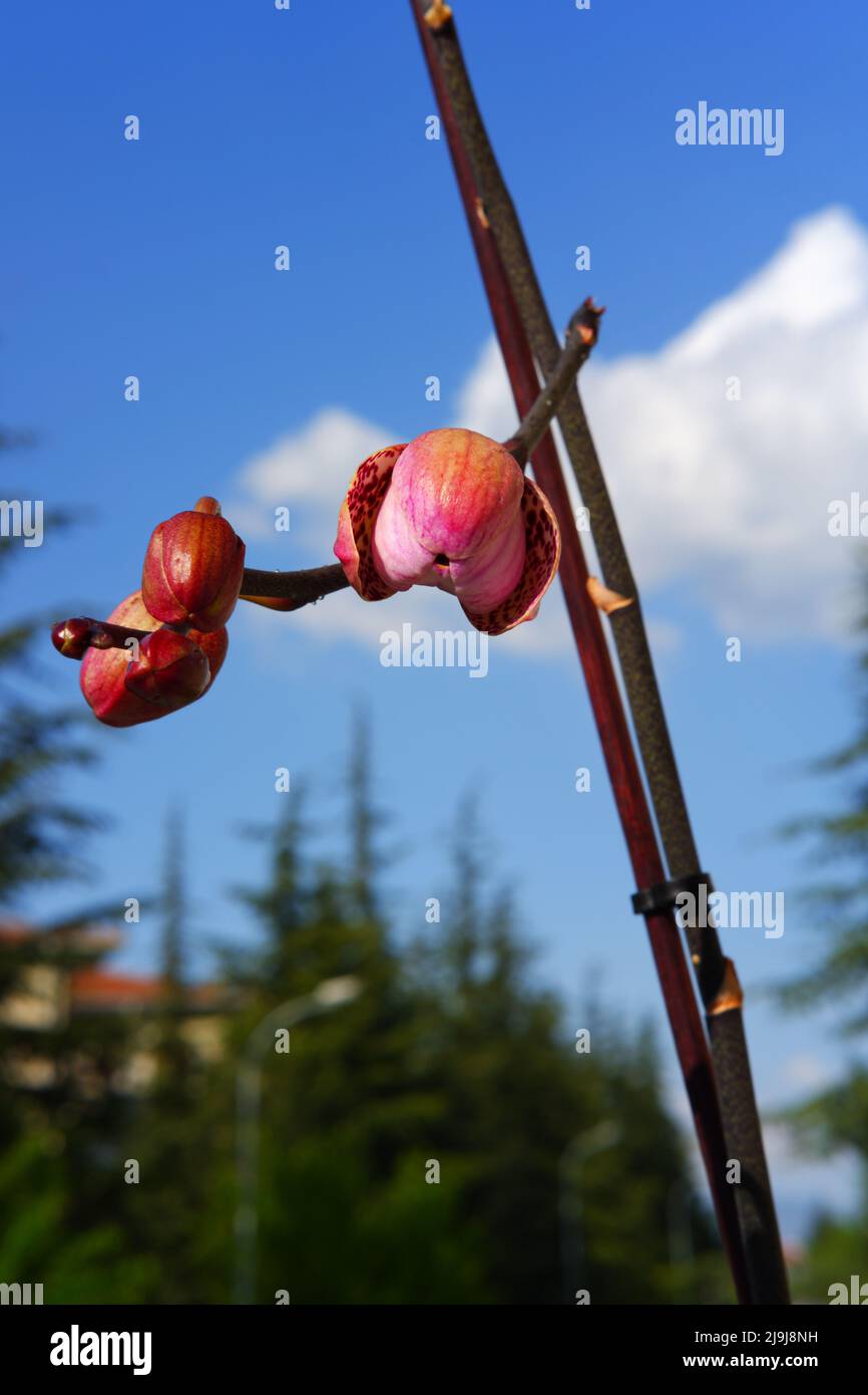 Orchid flower in bud Stock Photo