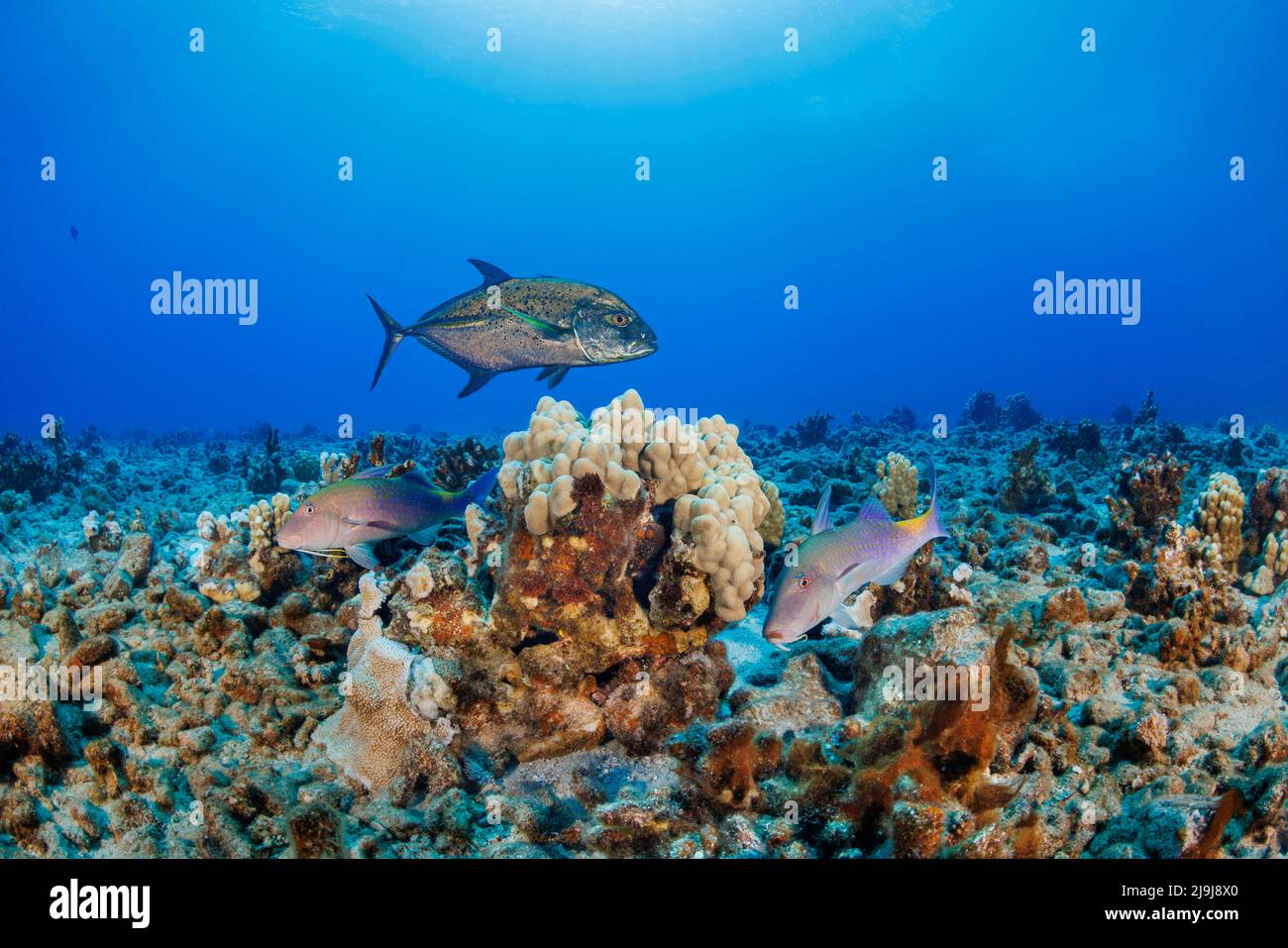 This bluefin trevally or jack, Caranx melampygus and two blue goatfish, Parupeneus cyclostomus, have cornered prey in the coral and are working cooper Stock Photo