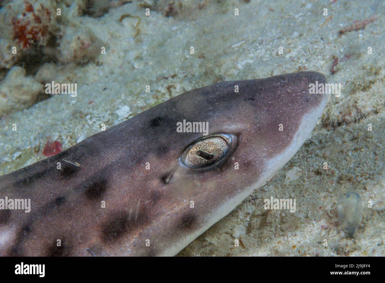 The coral catshark, Atelomycterus marmoratus, is the most widely distributed member of its genus, Indonesia. Bottom-dwelling in nature, the coral cats Stock Photo
