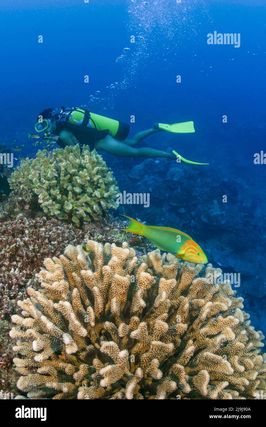 Diver (MR) and reef scene with a sunset wrasse, Thalassoma lutescens, and antler coral, Rarotonga, The Cook Islands. Stock Photo