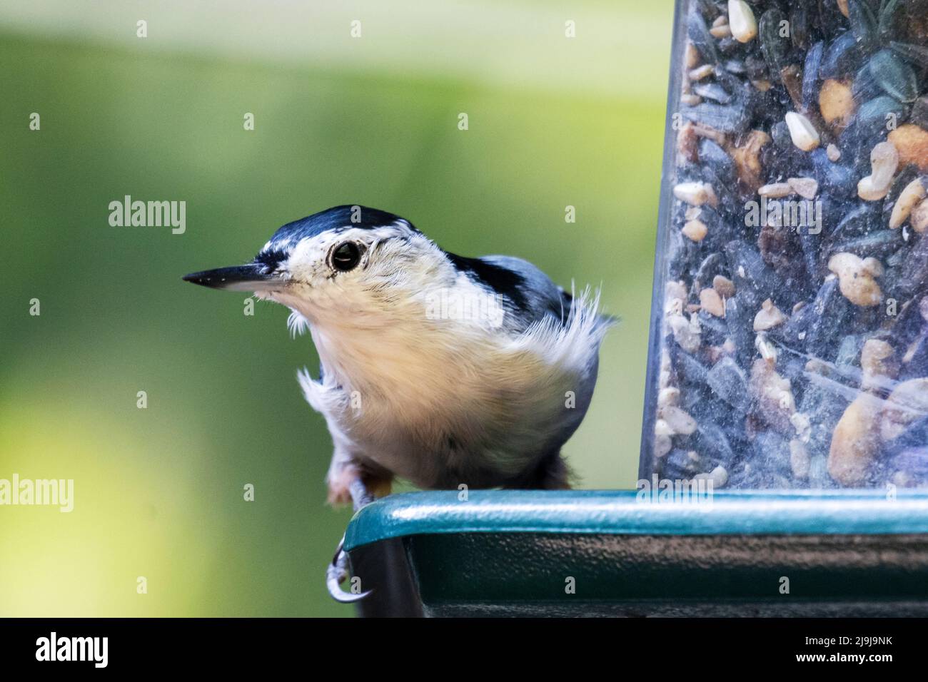A white-breasted nuthatch glances at the camera while perched at a backyard feeder. Stock Photo