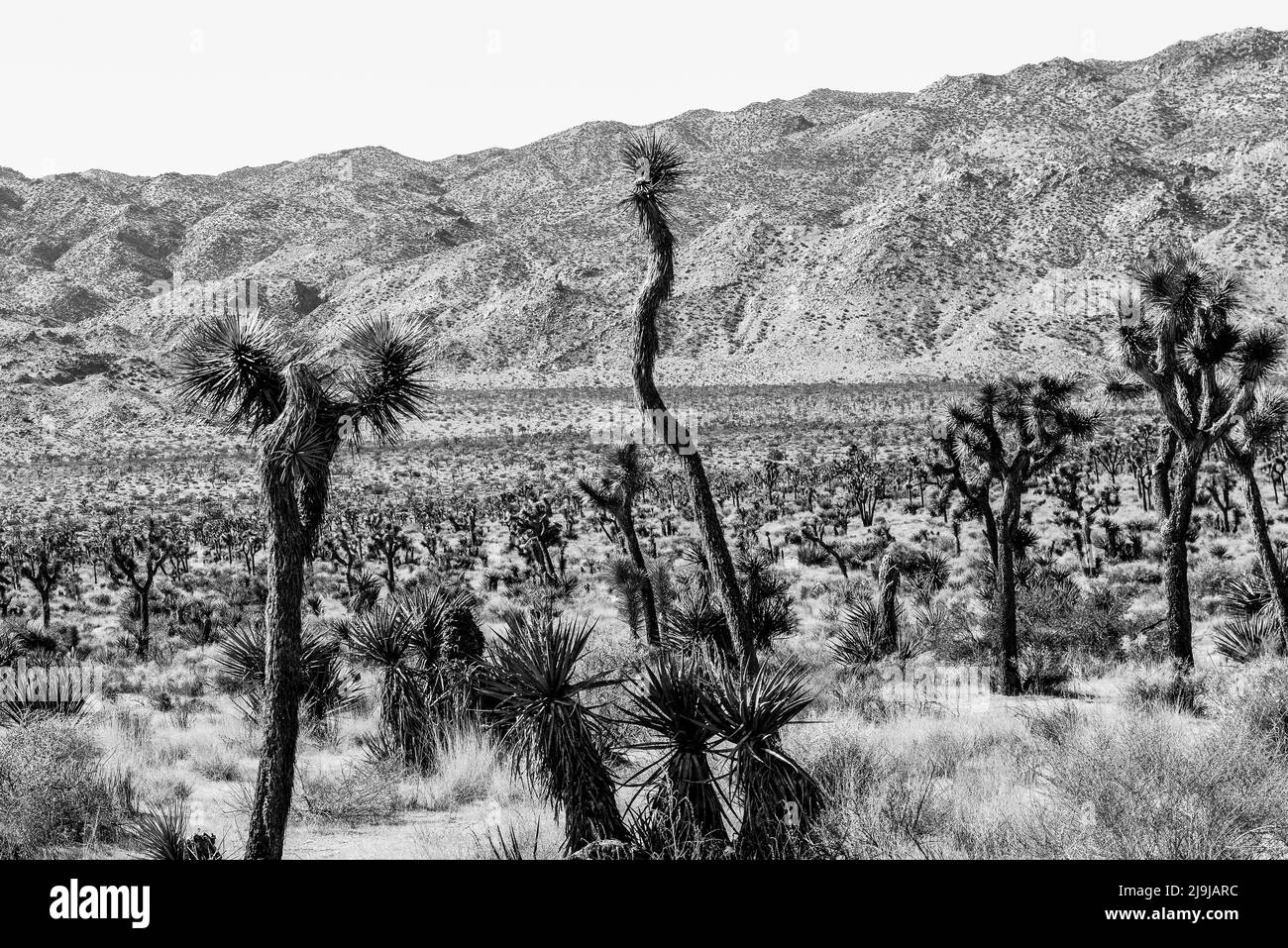 The unique Joshua tree with it's hairy trunk and spiky clusters amongst the boulders of the Joshua Tree National Park, in the Mojave desert, Southern Stock Photo