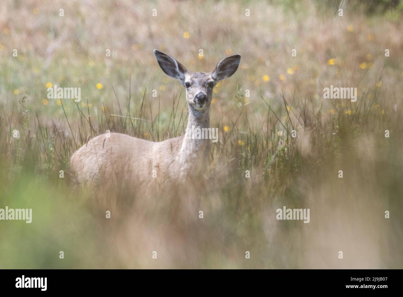 A black-tailed deer (Odocoileus hemionus columbianus) doe from Point ...