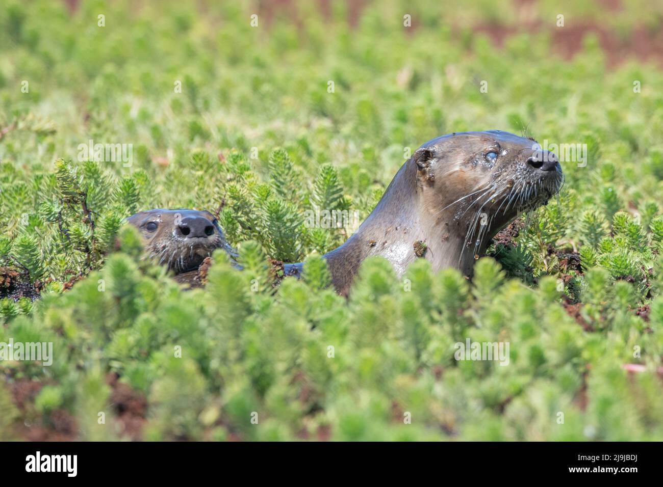 North American river otters (Lontra canadensis) in Point Reyes National seashore, California. Stock Photo