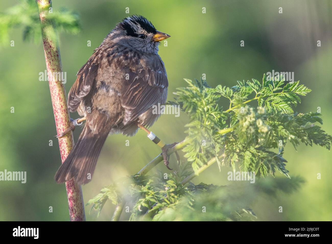 A white-crowned sparrow (Zonotrichia leucophrys) with bird bands on its legs, it is part of a scientific study in Point Reyes National Seashore, CA. Stock Photo