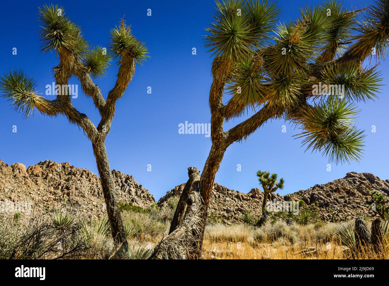The unique Joshua tree with it's hairy trunk and spiky clusters amongst the boulders of the Joshua Tree National Park, in the Mojave desert, Southern Stock Photo
