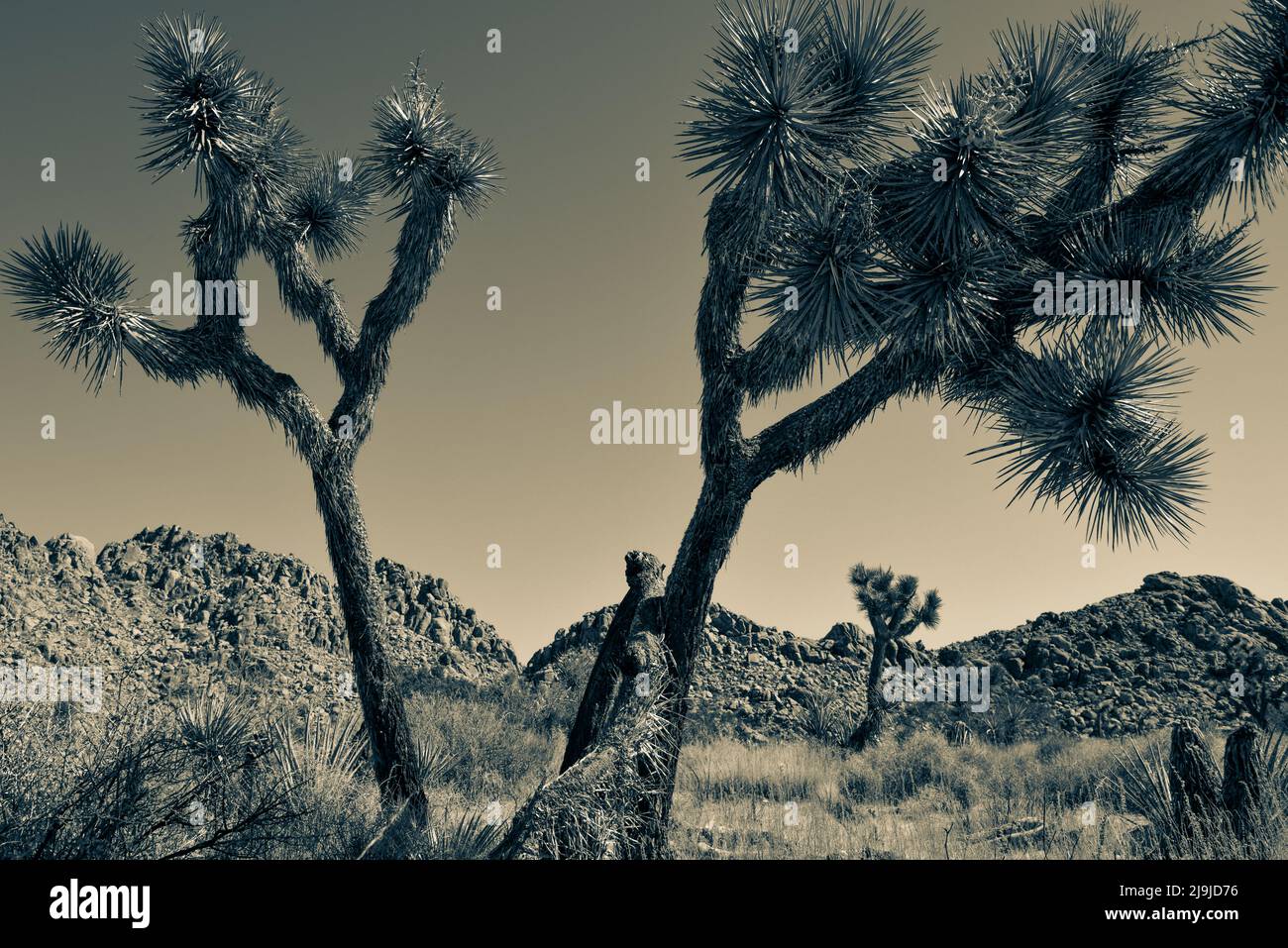 The unique Joshua tree with it's hairy trunk and spiky clusters amongst the boulders of the Joshua Tree National Park, in the Mojave desert, Southern Stock Photo