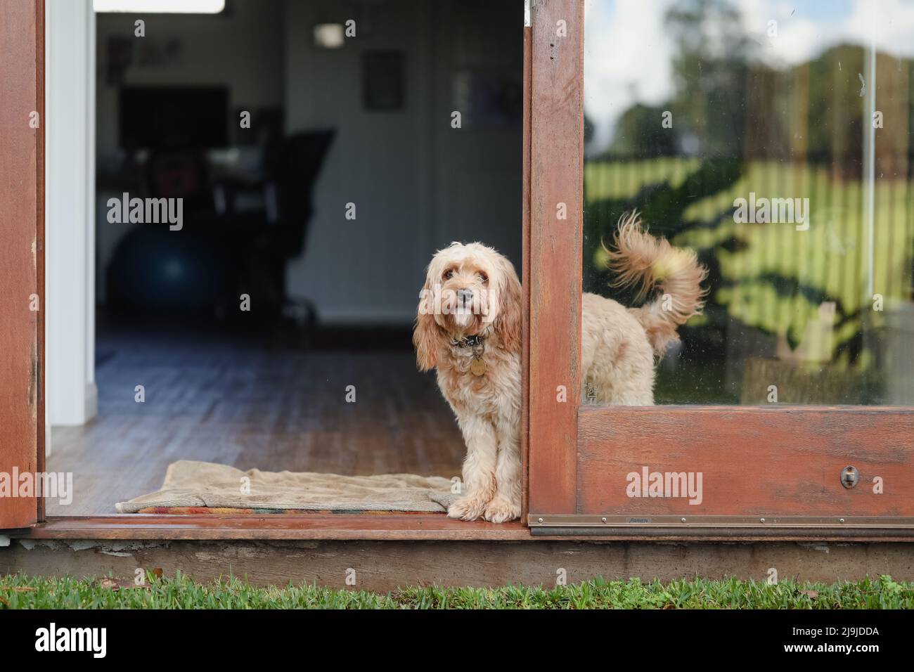 Cavoodle breed dog standing inside looking out glass back door of house