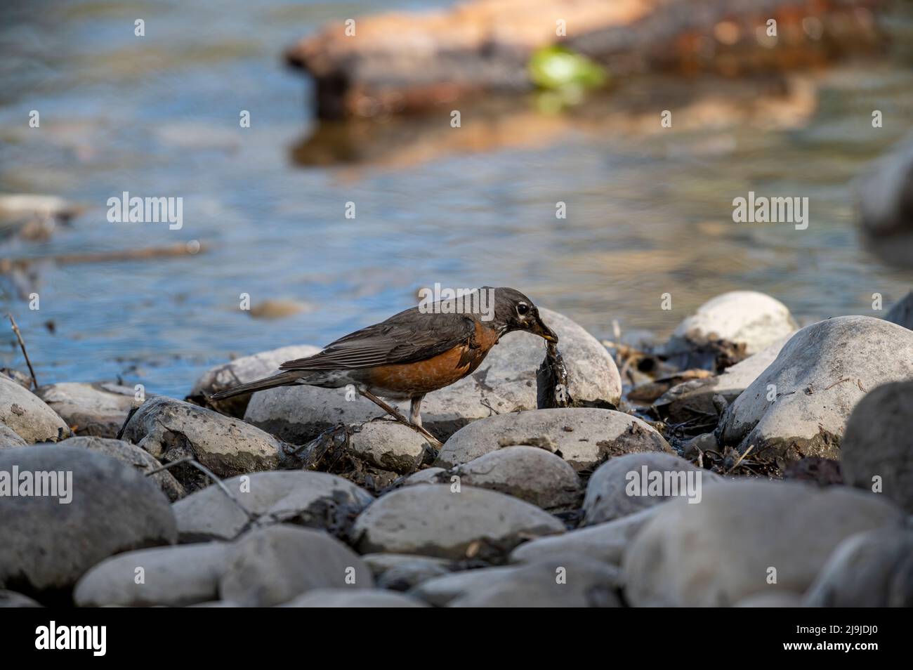 American robin (Turdus migratorius) colecting nesting material, Carburn Park, Calgary, Alberta, Canada Stock Photo