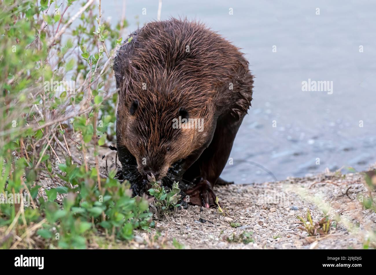 American beaver (Castor canadensis) feeding on young shoots, Prince's Island Park, Calgary, Alberta, Canada Stock Photo