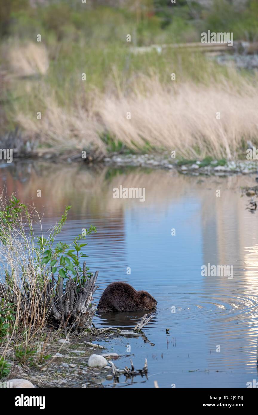 American beaver (Castor canadensis) feeding at edge of pond, Prince's Island Park, Calgary, Alberta, Canada Stock Photo