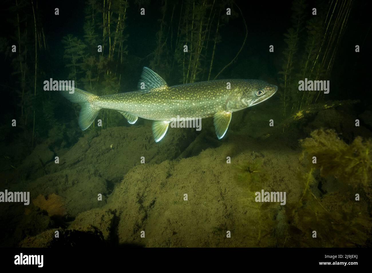 Lake trout underwater spawning in late autumn Stock Photo - Alamy