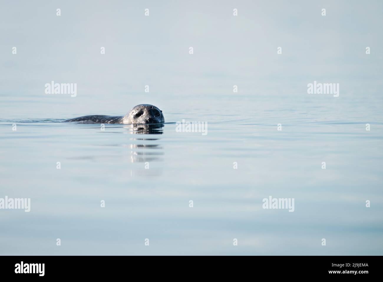 Gray seal swimming at the surface in calm waters of the St. Lawrence River. Stock Photo