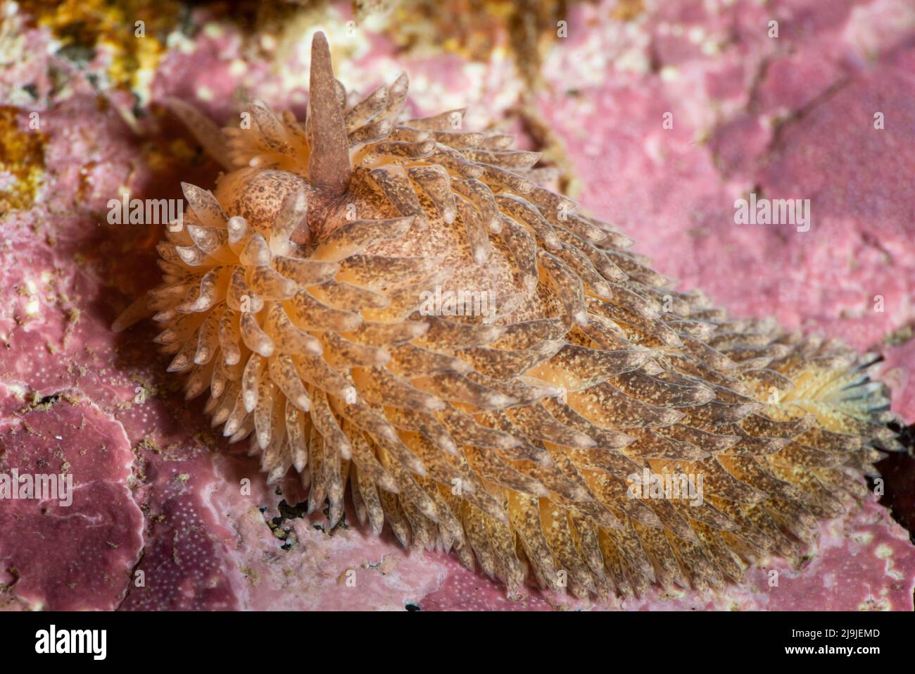 Salmon-gilled nudibranch underwater in the St. Lawrence River Stock Photo