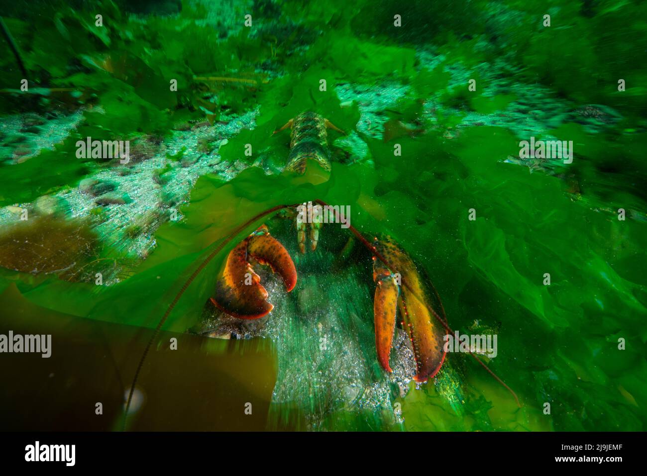 American lobster hiding under sea Lettuce in the St. Lawrence River in Canada. Stock Photo