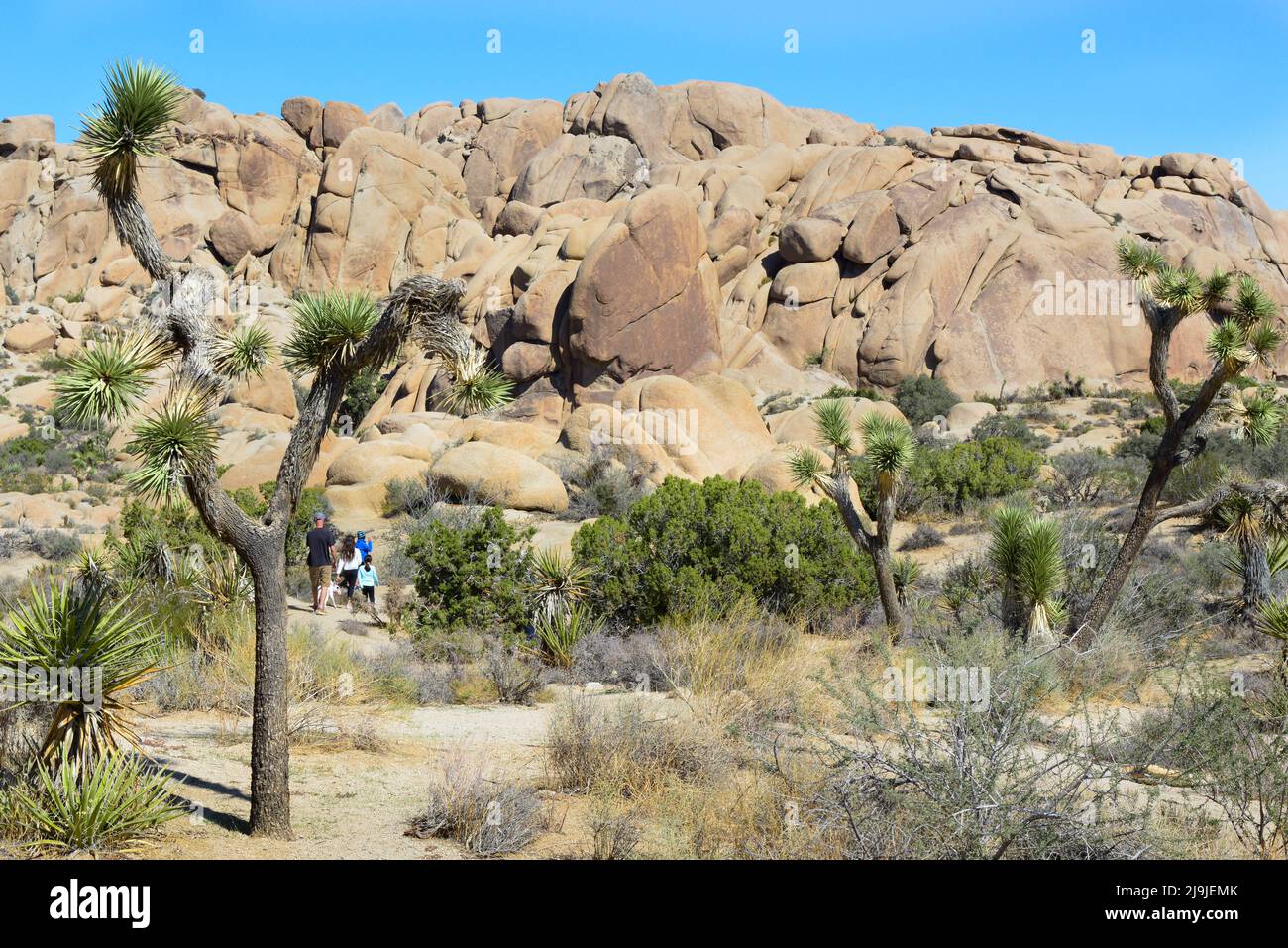 Rocks dog joshua tree national park hires stock photography and images