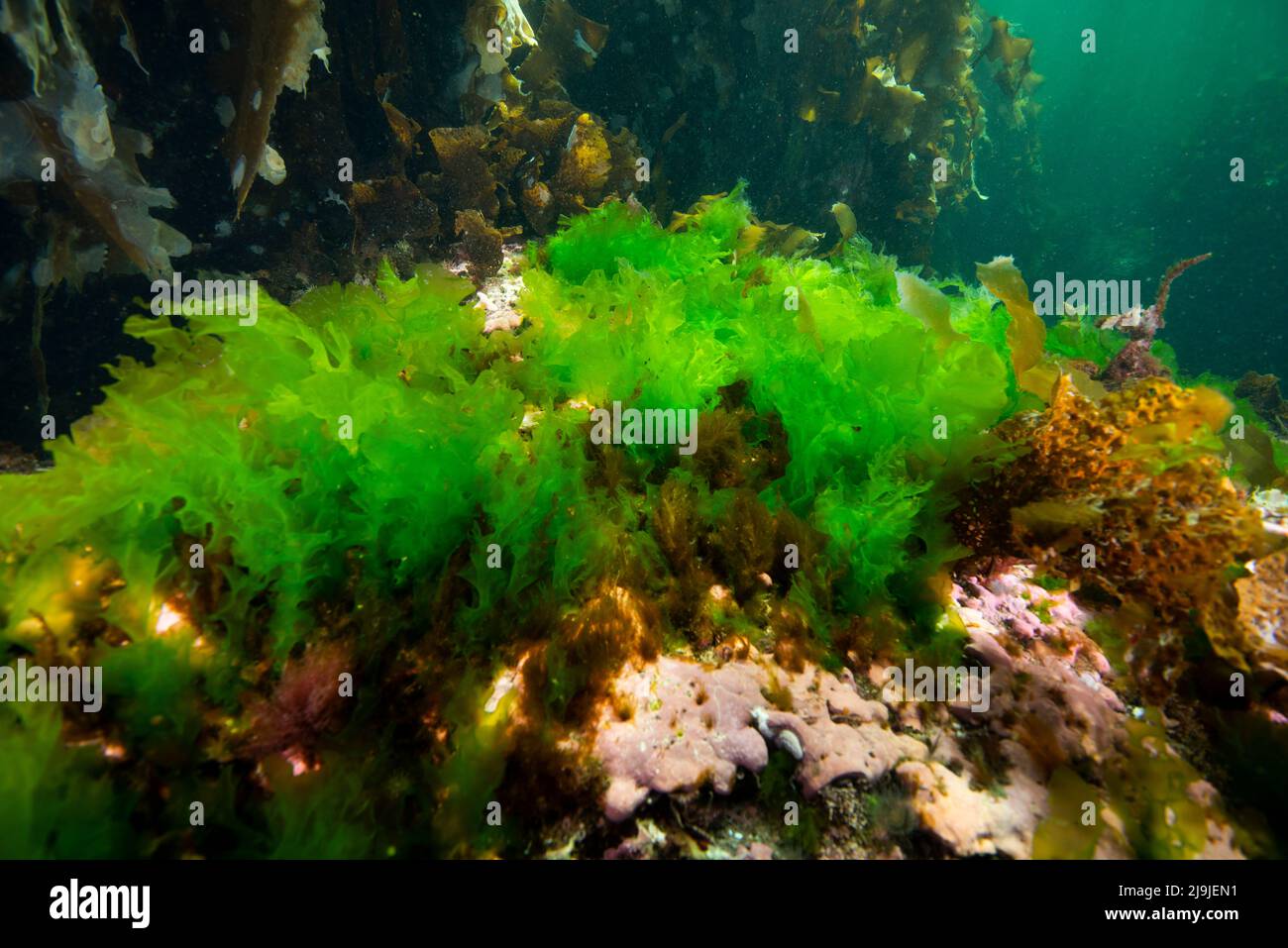 Sea Lettuce underwater in the St. Lawrence River in Canada. Stock Photo