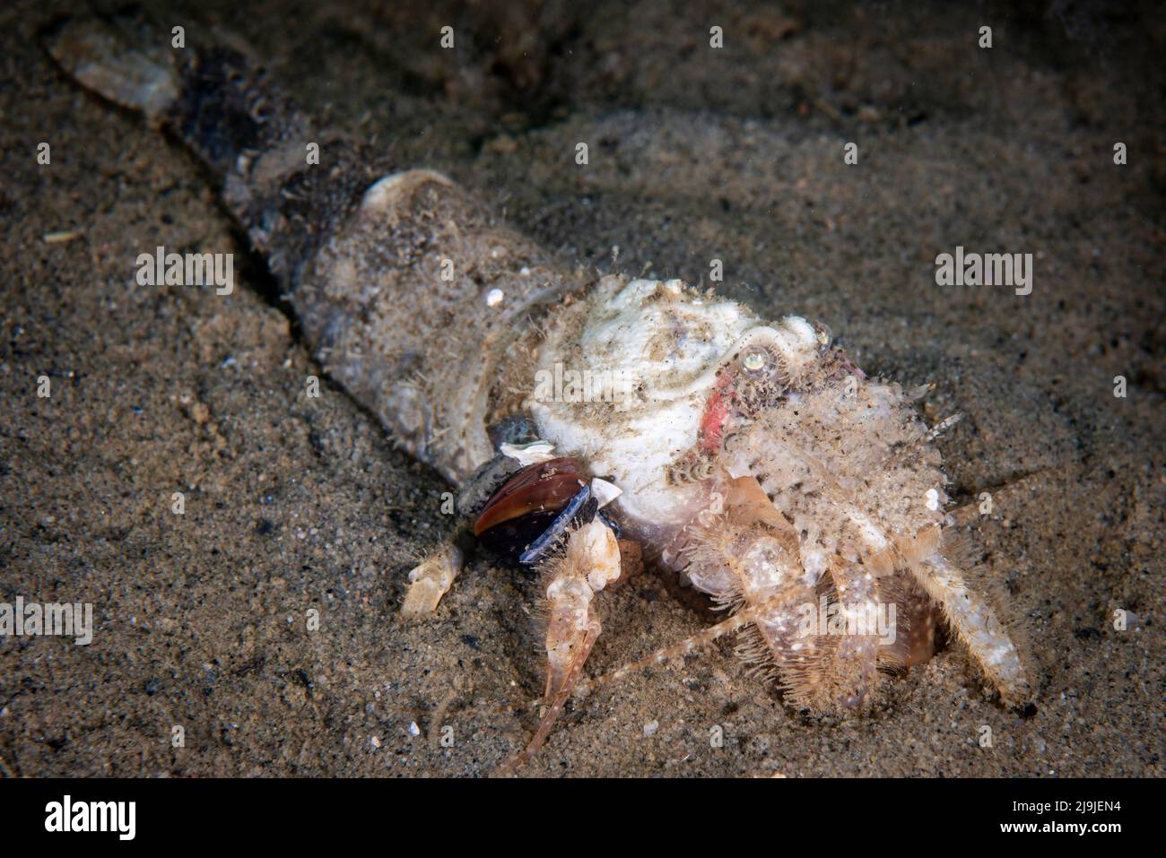 Sculptured shrimp underwater in the St. Lawrence River in Canada Stock Photo