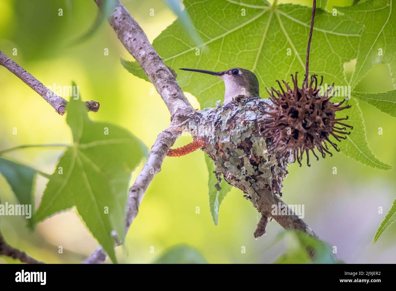 A female Ruby-throated Hummingbird tends to her eggs in her tiny lichen covered nest in a sweet gum tree. Raleigh, North Carolina. Stock Photo