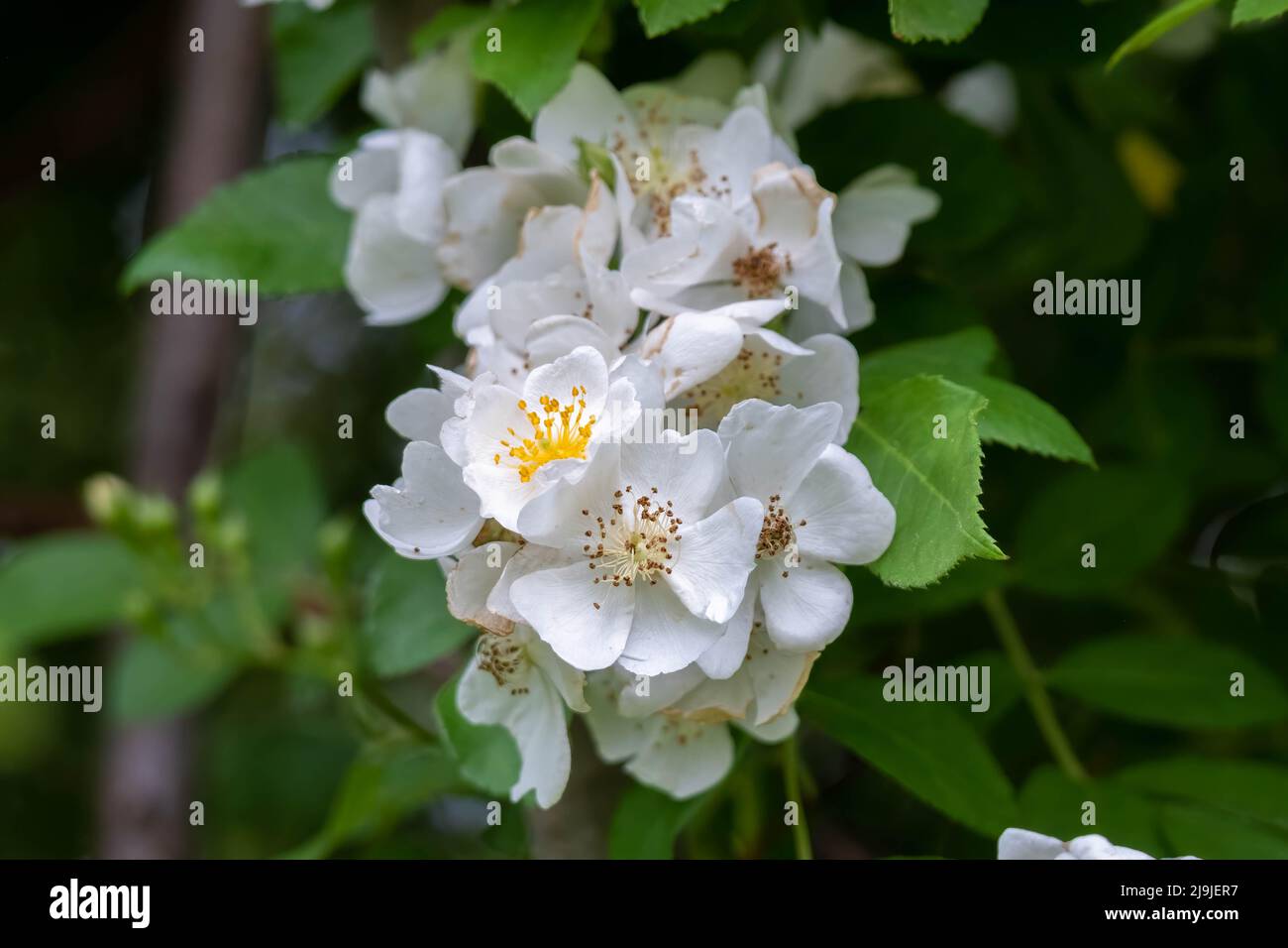 Springtime blooms of the beautiful but invasive Multiflora Rose (Rosa multiflora). Raleigh, North Carolina. Stock Photo