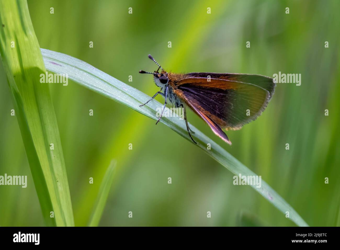 A Least Skipper (Ancyloxypha numitor) perches on a blade of grass. Springtime in Raleigh, North Carolina. Stock Photo