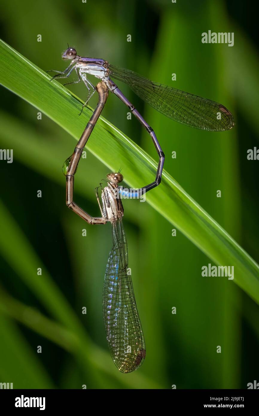 A pair of Variable Dancers (Argia fumipennis) forming a mating wheel after a spring shower in Raleigh, North Carolina. Stock Photo