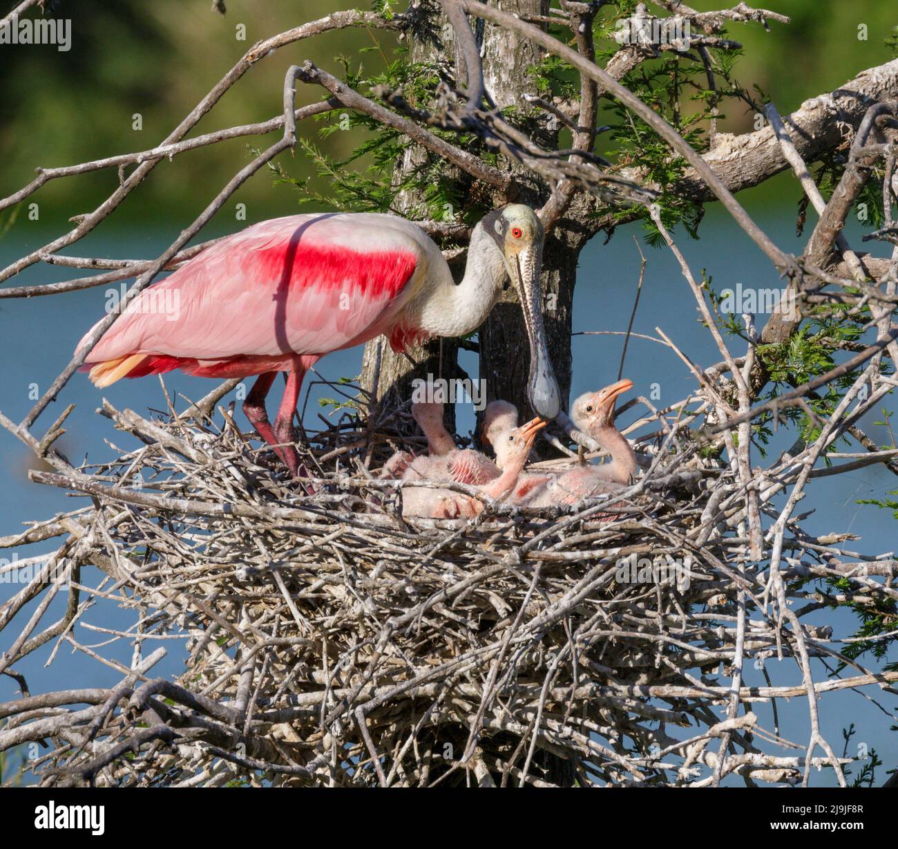 Roseate spoonbill (Platalea ajaja) at the nest with young chicks, High Island, Texas, USA. Stock Photo
