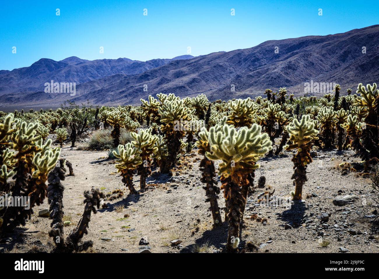 The unique Cholla cactus garden in Joshua tree National Park in the Mojave desert, CA Stock Photo