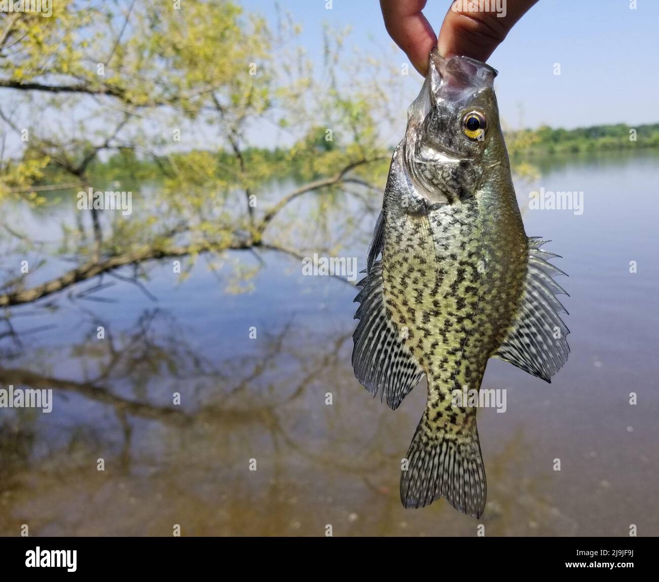 Holding a beautiful crappie before being released in the water Stock Photo