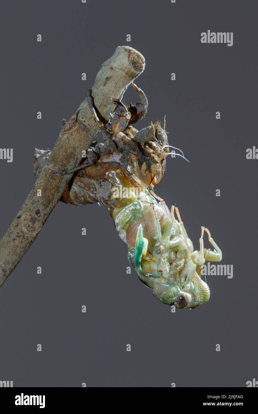 Resh cicada (Megatibicen resh) emerging from nymph during molting, Galveston, Texas, USA. Stock Photo