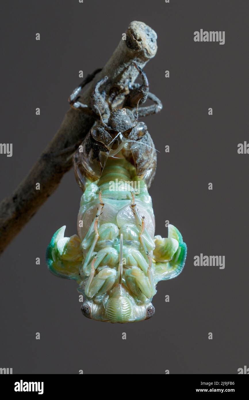 Resh cicada (Megatibicen resh) emerging from nymph during molting, Galveston, Texas, USA. Stock Photo