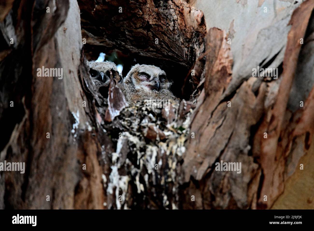 California great horned owl (Bubo virginianus pacificus) a CA subspecies  sits in a oak tree in a CA regional park Stock Photo - Alamy, image size:1300x956