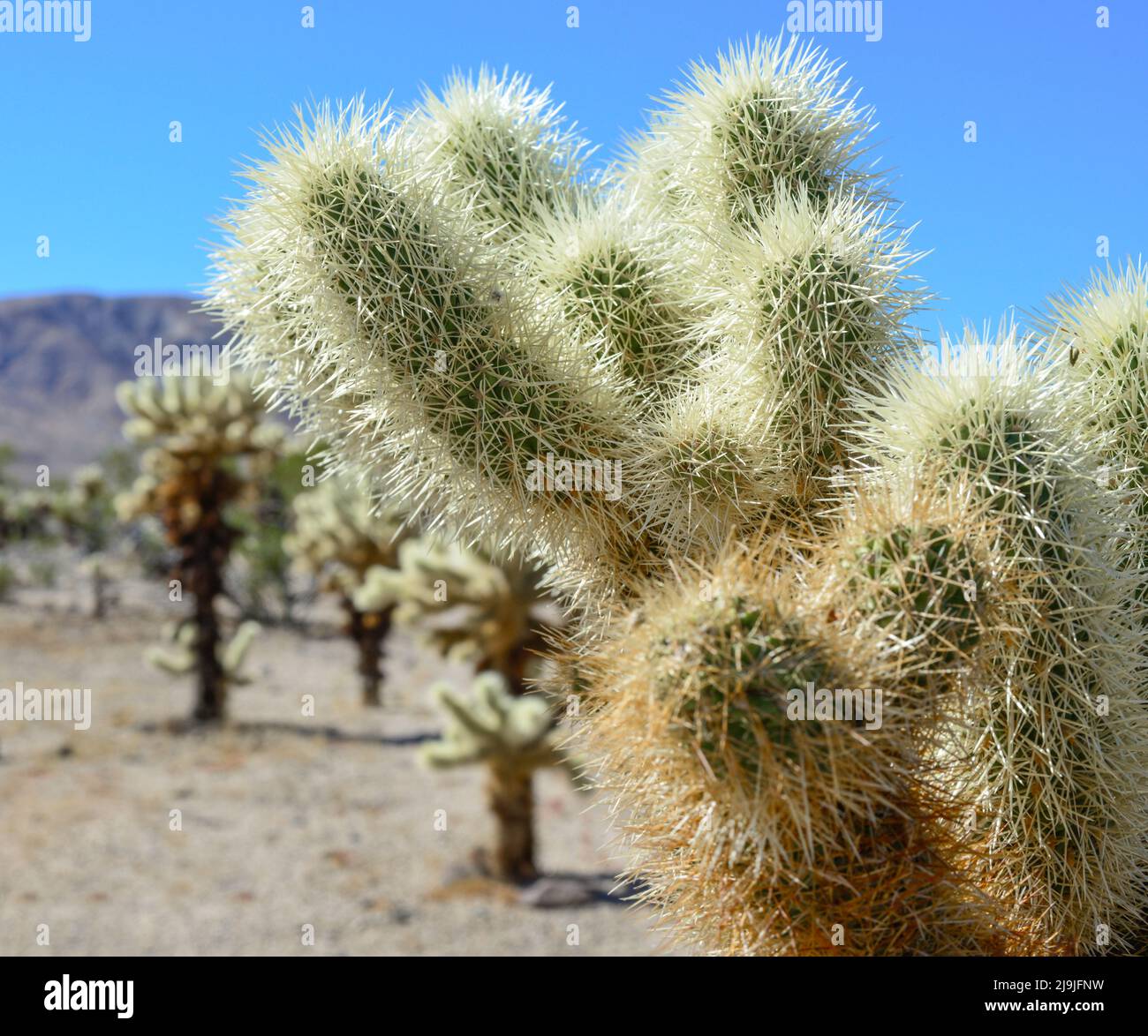 Close-up of the spiky, multi-spined, unique Cholla cactus in Joshua tree National Park in the Mojave desert, CA Stock Photo