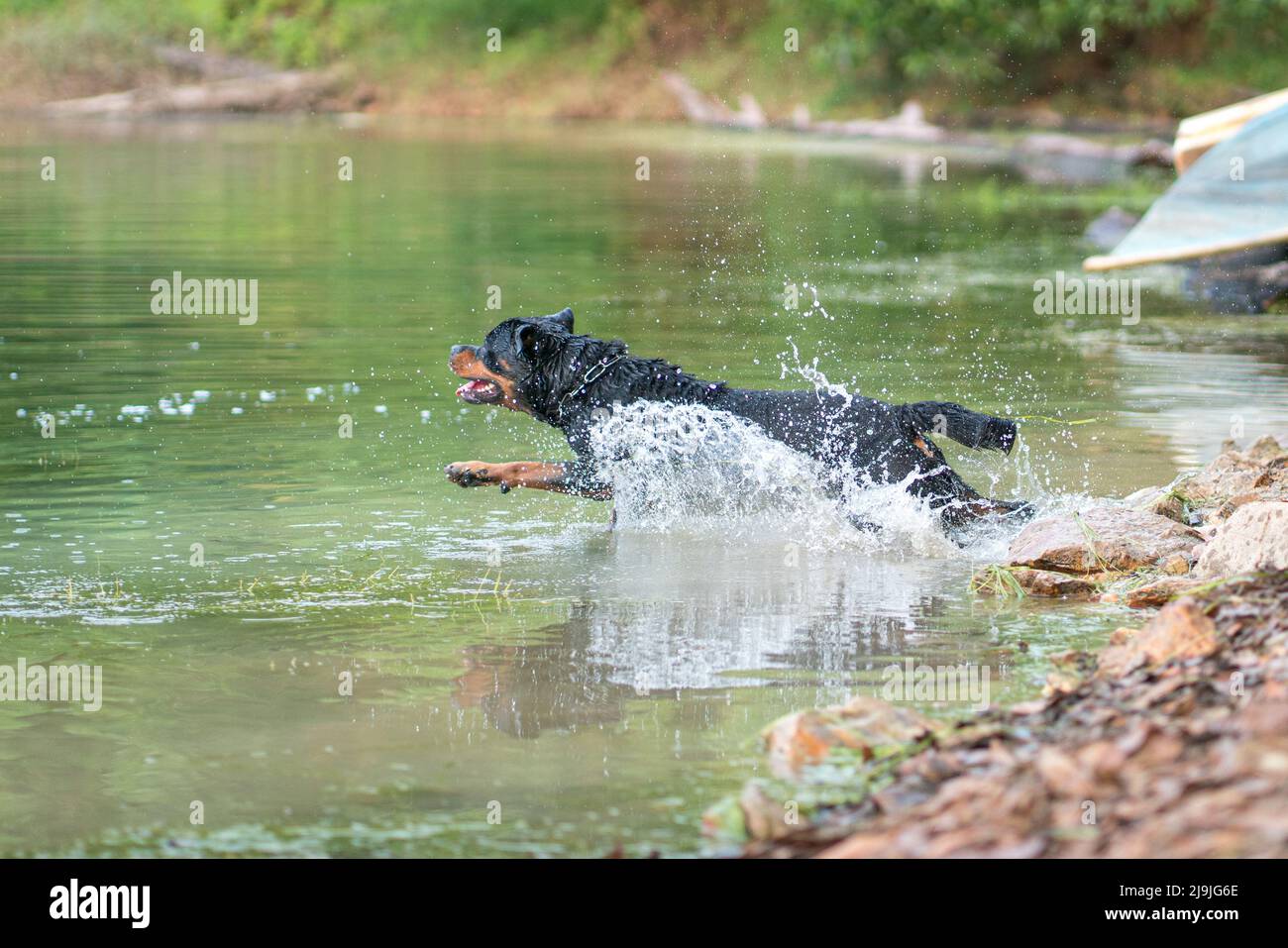 Rottweiler dog jumps into water of a lake, summer concept. Stock Photo