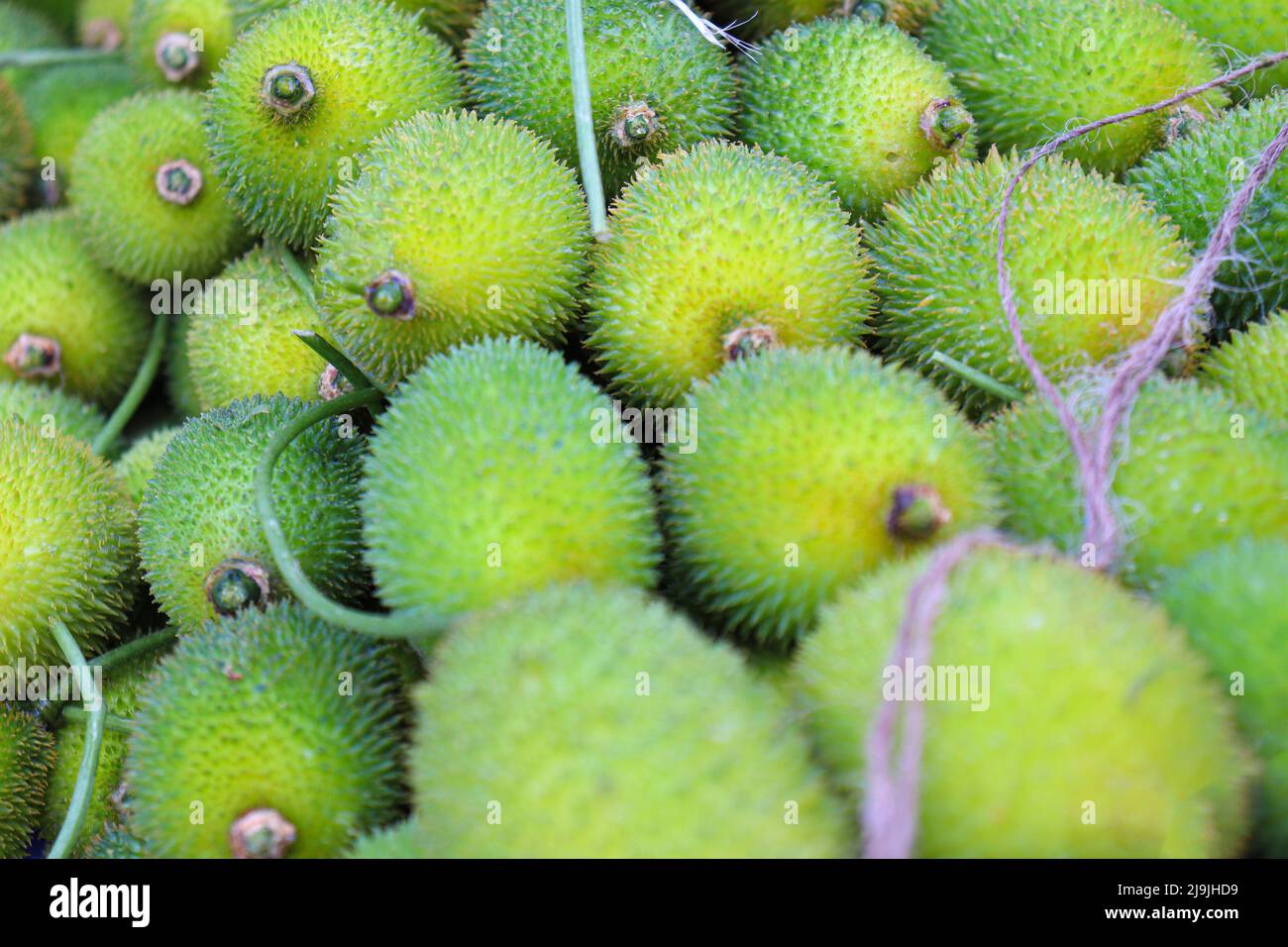 fresh healthy Sweet Bitter Gourd stock on shop for sell Stock Photo Alamy