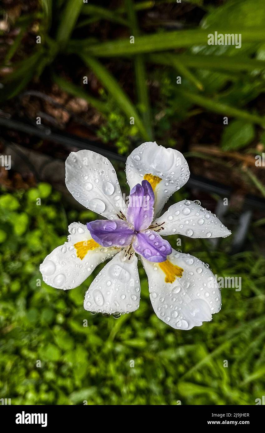 Pretty purple, white, gold and brown African butterfly iris flower, Dietes grandiflora, regarded as an environmental weed. Stock Photo