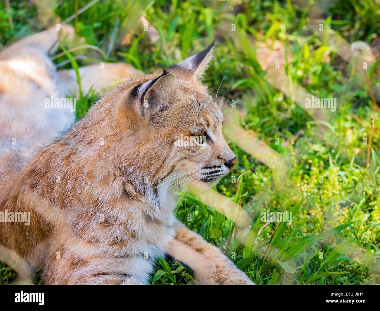Close up shot of Mexican bobcat at Oklahoma Stock Photo Alamy